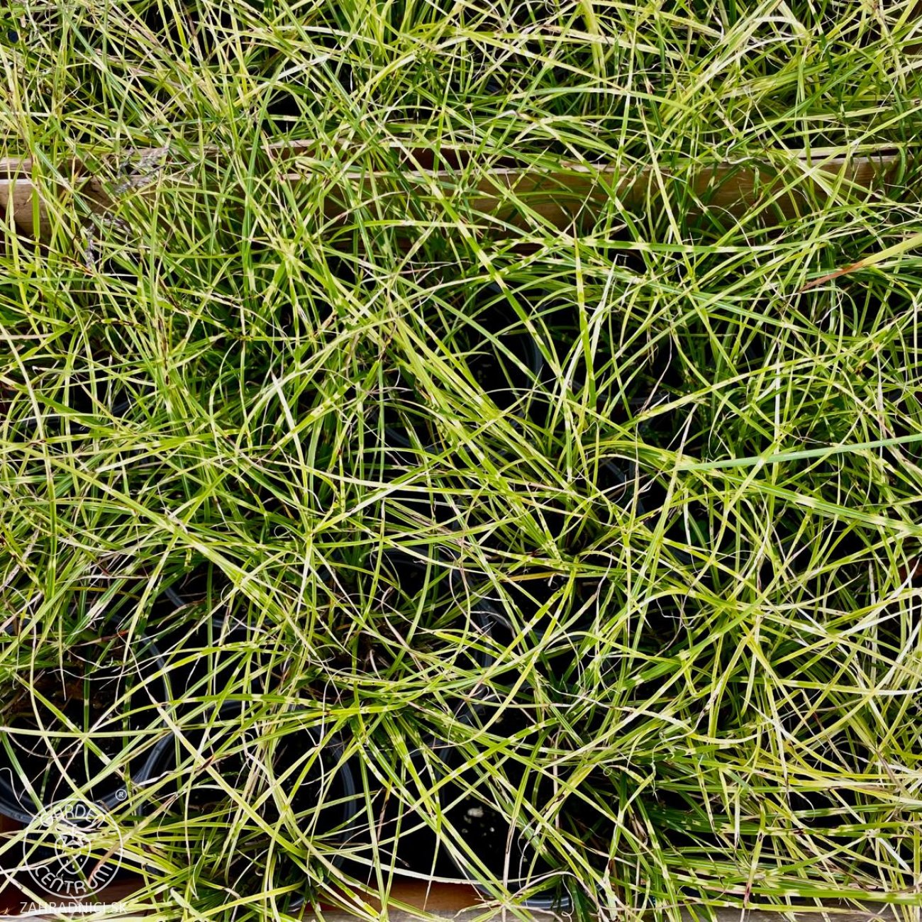 Obrázok Ozdobnica čínska (Miscanthus sinensis) ‘LITTLE TIGER’ - kont. C1L